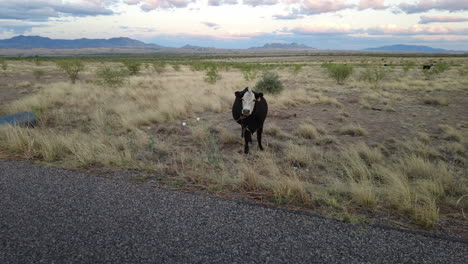 Driving-by-scared-lone-cow-in-field-in-Sonoita-Arizona
