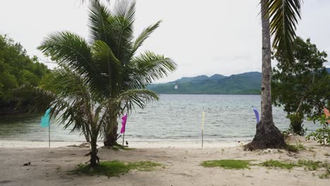 Junge-Kokospalme-Und-Bunte-Bunts-Am-Strand-Auf-Den-Philippinen-An-Einem-Windigen-Tag
