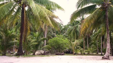 Coconut-Trees-With-Leaves-Swaying-With-The-Wind-In-Southern-Leyte,-Philippines