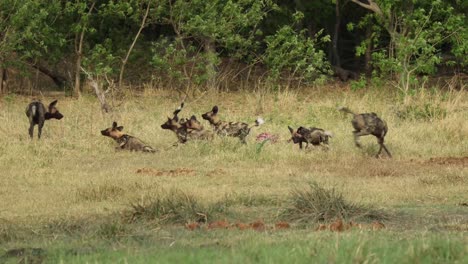 Wide-shot-of-a-African-wild-dogs-feeding-their-puppies,-Khwai-Botswana