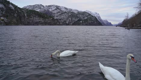 Three-mute-swans-feeding-on-bread-with-Norway-fjord-landscape-in-background---Static-clip-in-cold-winter-morning