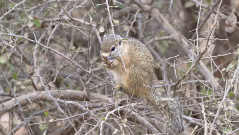 Baumeichhörnchen-Oder-Schmiedbuscheichhörnchen,-Das-Samentopf-In-Einem-Busch-Isst,-Nahaufnahme-In-Zeitlupe