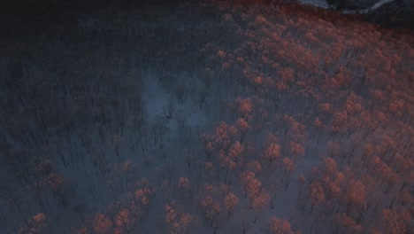 Winterwald-Beleuchtet-Mit-Goldenem-Sonnenlicht-Während-Des-Sonnenuntergangs-Im-Südlichen-Quebec,-Kanada