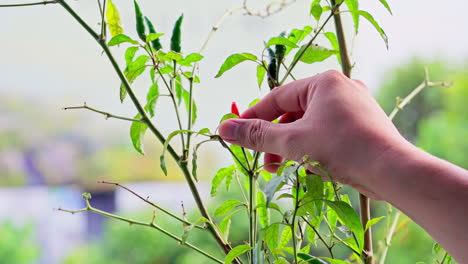 Close-up-of-beautiful-and-colorful-chilli-pepper-trees-growing-in-the-house-backyard-and-people-hands-picking-which-is-organic-vegetable-cultivation-or-home-gardening-shows-healthy-living-style