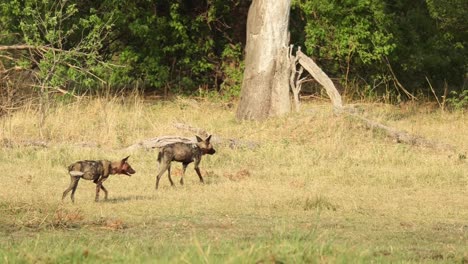 Wide-shot-of-two-African-wild-dogs-playing,-Khwai-Botswana
