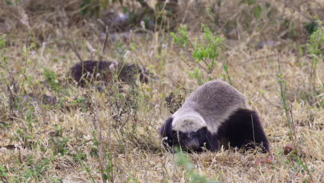 Honey-badger-adult-digging-for-food-in-the-bushveld,-slow-motion