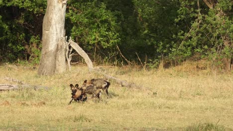 Wide-shot-of-a-pack-of-wild-dogs-playing-and-greeting-each-other-after-making-a-kill,-Khwai-Botswana