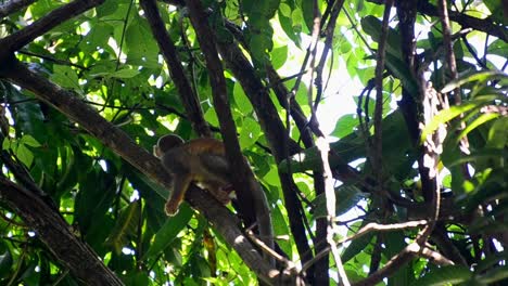 Süßer-Kleiner-Eichhörnchenaffe,-Der-Sich-Auf-Einem-Ast-Eines-Baumes-Entspannt
