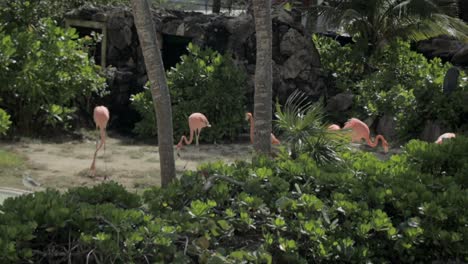 Flamingos-Behind-Palm-Trees-Looking-for-Food