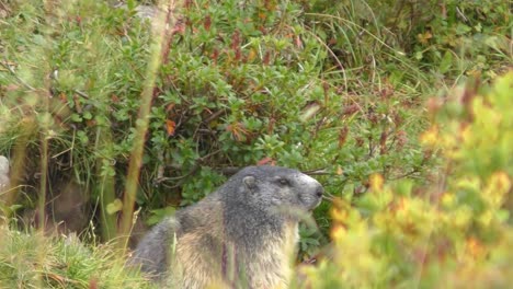 Marmot-Sitting-In-Grassland.-Slow-Zoom-In-Focus