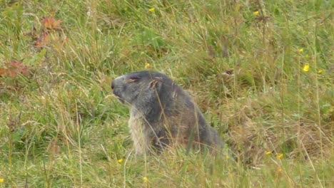 Lone-Marmot-Sitting-Still-In-Grass-Outside