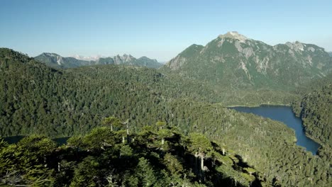 Close-up-view-of-an-araucaria-forest-with-toro-lagoon-and-lake-verde-in-huerquehue-national-park---aerial