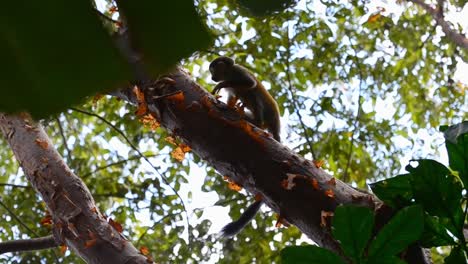 Small-squirrel-monkey-climbing-over-thick-branches-of-a-large-tropical-tree