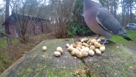 Curious-Pigeon-Picking-Up-And-Swallowing-Peanuts-From-Garden-Table