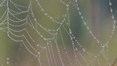 Spinnennetze,-Die-Mit-Winzigen-Regentropfen-Bedeckt-Sind,-Sehen-Aus-Wie-Eine-Halskette
