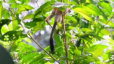 Young-squirrel-monkey-climbing-joyfully-through-the-thick-leafy-forest-on-a-sunny-day