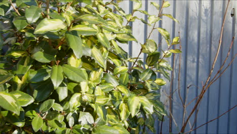 Euonymus-bush-in-UK-winter-garden,-Pan-left-to-right