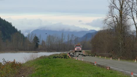Larges-Trucks-Slowly-Approaching-Along-Road-With-Group-Of-Birds-In-The-Way-Before-Flying-Away-In-Abbotsford
