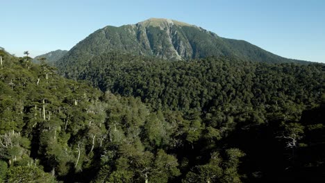Dolly-out-of-an-araucaria-forest-between-mountains-and-the-san-sebastian-hill-in-the-background---aerial