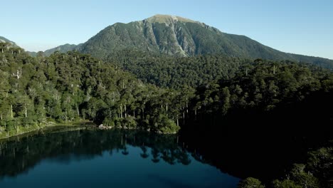 Bosque-De-Araucaria-Entre-Montañas-Con-El-Cerro-San-Sebastián-Al-Fondo-En-El-Parque-Nacional-Huerquehue---Antena