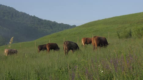 wide-shot-of-giant-bulls-grazing-on-mountain-pasture-on-sunny-summer-morning,-slider