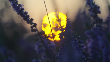 Fokus-Und-Unschärfe-Einer-Violetten-Heidekrautpflanze-Mit-Orangefarbener-Sonne-Dahinter
