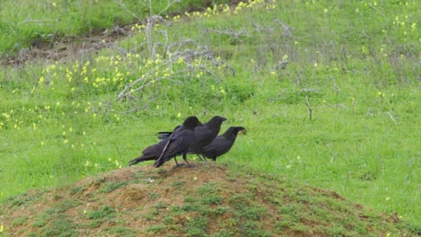 Cuervos-Negros-En-Estado-Salvaje.-Retrato-De-Cuervos
