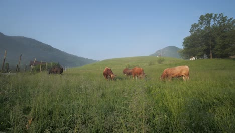 giant-brown-bulls-on-grassy-mountain-pasture-on-sunny-summer-morning,-dolly-shot