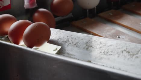 Eier-Werden-Auf-Ein-Förderband-Gelegt,-Während-Sie-Für-Den-Verkauf-Verarbeitet-Werden