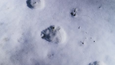 Bear-paws-in-the-snow