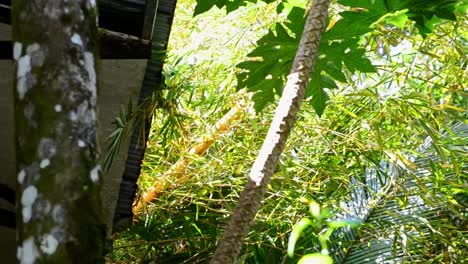 Dschungelhütte-In-Costa-Rica