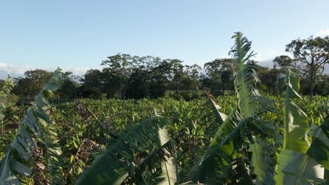 Revealing-shot-over-banana-tree-onto-large-plantation-and-jungle