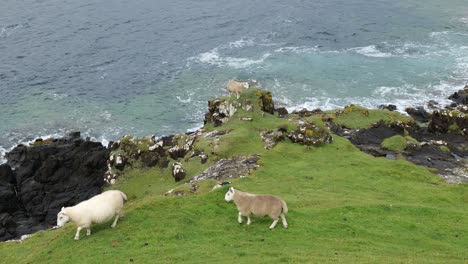 White-sheep-on-a-hill-feeding-themselves-at-Isle-of-Skye-in-Scotland,-UK-with-water-waves