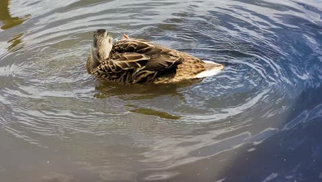 Female-Mallard-Duck-Splash-And-Bathing-On-A-Lake