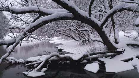 Flug-Zwischen-Schneebedeckten-Ästen-Von-Bäumen,-Die-Sich-über-Die-Flussküste-Lehnen
