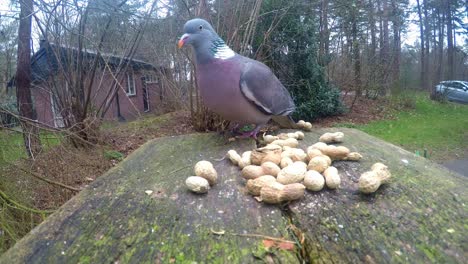 Curious-Pigeon-Picking-Up-And-Swallowing-Peanut-From-Garden-Table-And-Flying-Off