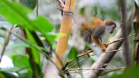 Close-up-footage-of-a-young-curious-squirrel-monkey-climbing-through-the-bushy-jungle-of-central-America