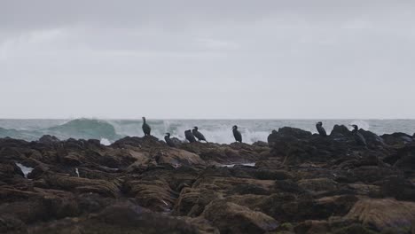Flock-of-cormorants-standing-on-the-shore