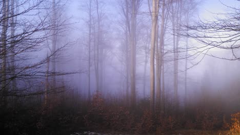 Laubwald-Im-Herbst-In-Nebel-Gehüllt