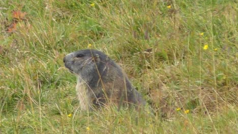 View-Of-Lone-Marmot-Sitting-Still-In-Grass-Outside