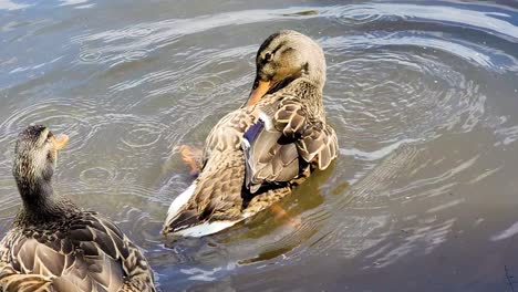 Female-Mallard-Ducks-Swimming-On-The-Pond-During-Daytime