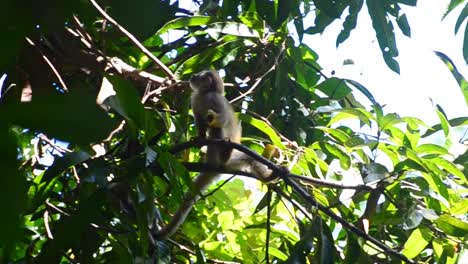 Junger-Eichhörnchenaffe,-Der-Auf-Einem-Dünnen-Ast-Sitzt-Und-Freudig-Einen-Käfer-Isst,-Während-Er-Seine-Umgebung-Beobachtet