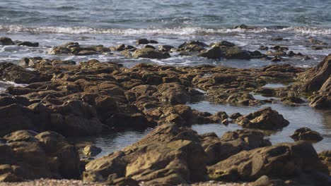 Ocean-rocks-in-slow-motion-with-sandpiper-birds-walking-around