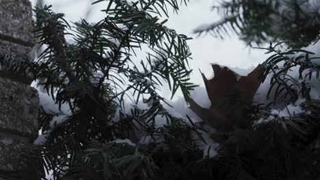Tormenta-De-Nieve-Acumulando-Nieve-Pesada-En-Arbustos-De-Coníferas