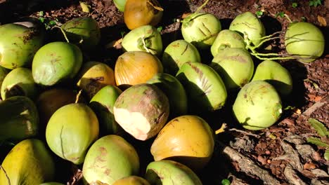 Ein-Großer-Haufen-Köstlicher-Reifer-Kokosnüsse,-Die-Abgeholzt-Und-Bereit-Für-Ein-Erfrischendes,-Natürliches-Getränk-Sind,-Um-Den-Durst-Auf-Der-Tropischen-Insel-Zu-Stillen