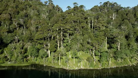 Schwenken-Eines-Araukarienwaldes-Am-Ufer-Eines-Sees-Im-Süden-Chiles---Antenne