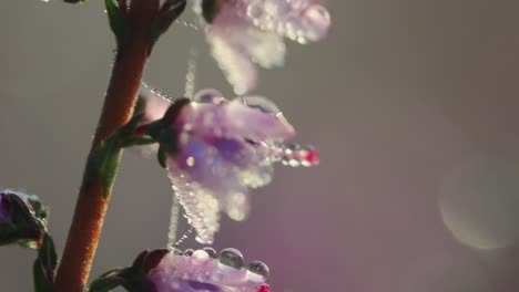 Sharp-and-detailed-macro-focus-of-dewdrops-on-a-lilac-flower