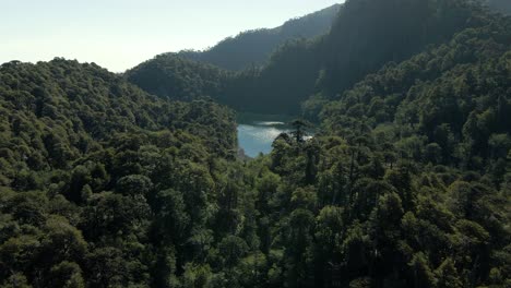 Araukarienwald,-Der-An-Einem-Sonnigen-Tag-Eine-Lagune-Umgibt---Drohnenaufnahme