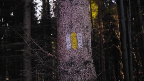 Wanderweg-Orientierungsschild-An-Einem-Baum