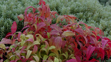 Nandina-Fire-Power-in-a-winter-garden-on-a-frosty-day-static-MS
